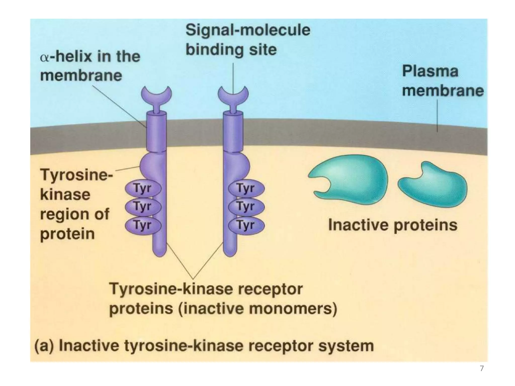 Tyrosine kinase inhibitors | PPTX