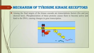 Mechanism of Tyrosine Kinase Receptors
 Among the final targets of the kinase cascade are transcriptions factors (fos and...