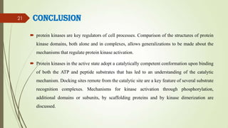 Conclusion
 protein kinases are key regulators of cell processes. Comparison of the structures of protein
kinase domains,...