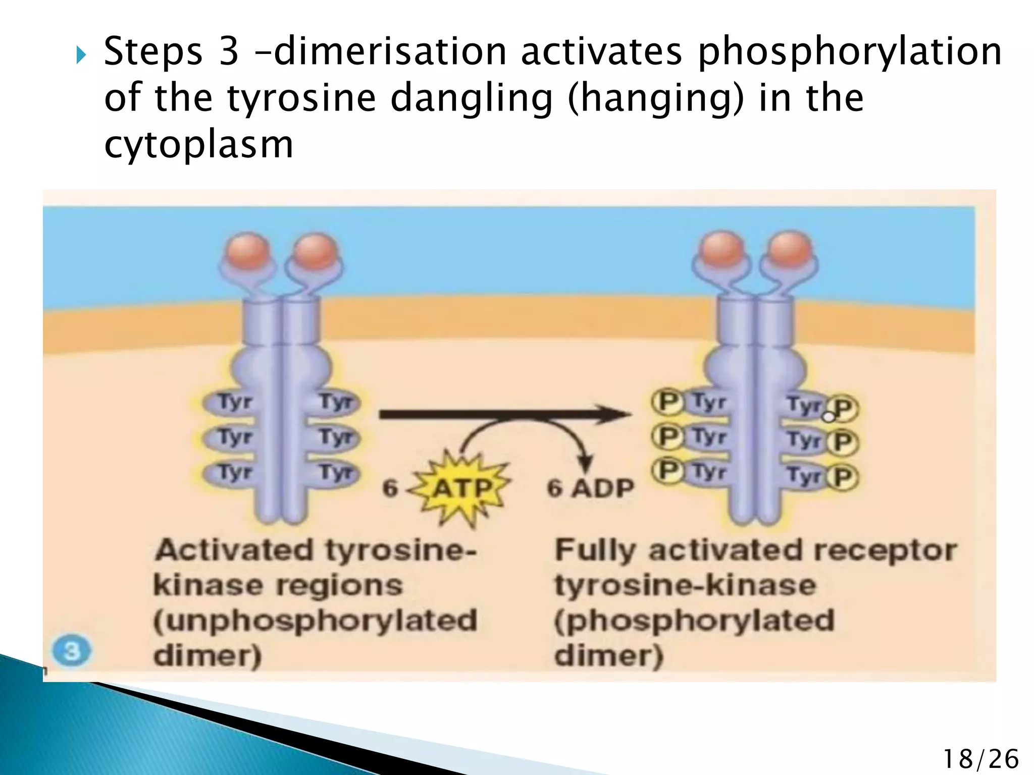 tyrosine kinase receptors.pptx