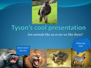 Tyson’s cool presentation  Are animals like us or are we like them? What the hell HOO HOO HA HA 