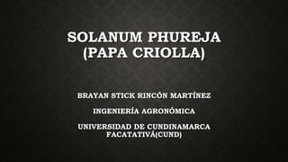 SOLANUM PHUREJA
(PAPA CRIOLLA)
BRAYAN STICK RINCÓN MARTÍNEZ
INGENIERÍA AGRONÓMICA
UNIVERSIDAD DE CUNDINAMARCA
FACATATIVÁ(CUND)
 
