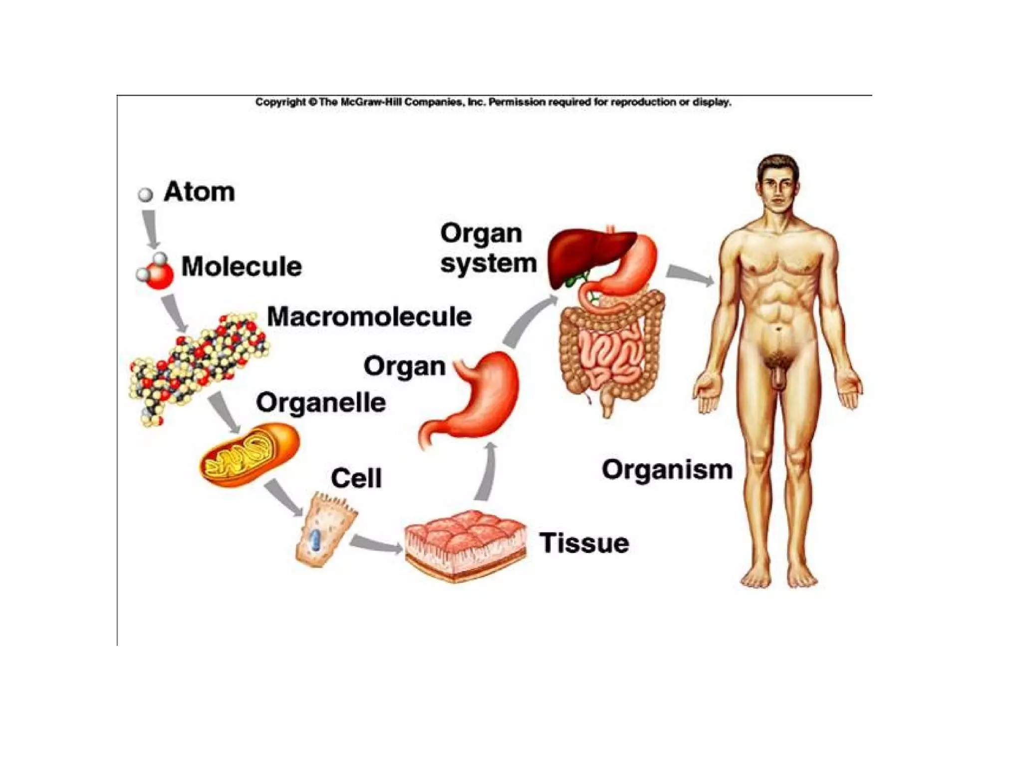 Levels of organization of human body | PDF