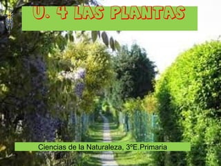 Ciencias de la Naturaleza, 3ºE.Primaria
U. 4 LAS PLANTAS
 