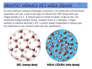 DENSITAT ANÒMALA DE L'AIGUA LÍQUIDA
En estat sòlid,els enllaços d'hidrogen mantenen a les molècules suficientment
separades com per a que el gel sigui al voltant d'un 10% menys dens que
l'aigua líquida a 4 º
C. A mesura que el cristall es desfà, el gel es fon i les
molècules d'aigua queden lliures, llisquen entre si i s'apropen. L'aigua
assoleix la màxima densitat a 4ºC i a partir d'aquí s'expandeix a mesura que
les molècules es van movent cada cop més ràpidament.
 