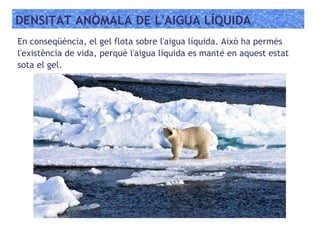 DENSITAT ANÒMALA DE L'AIGUA LÍQUIDA
En conseqüència, el gel flota sobre l'aigua líquida. Això ha permès
l'existència de vida, perquè l'aigua líquida es manté en aquest estat
sota el gel.
 