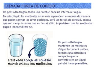 ELEVADA FORÇA DE COHESIÓ
Els ponts d'hidrogen donen una notable cohesió interna a l’aigua.
En estat líquid les molècules estan més separades i es mouen de manera
que poden canviar les seves posicions, però les forces de cohesió, encara
que són menys intenses que en l'estat sòlid, impedeixen que les molècules
puguin independitzar-se.
Els ponts d'hidrogen
mantenen les molècules
d'aigua fortament unides,
formant una estructura
compacta que la
converteix en un líquid
gairebé incomprensible.
 