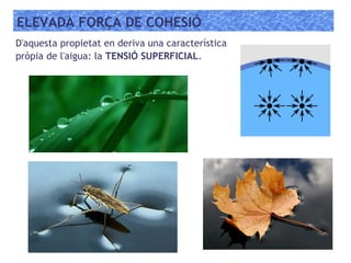 ELEVADA FORÇA DE COHESIÓ
D'aquesta propietat en deriva una característica
pròpia de l'aigua: la TENSIÓ SUPERFICIAL.
 