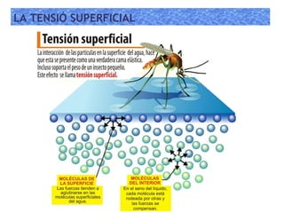 LA TENSIÓ SUPERFICIAL
 