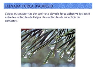 ELEVADA FORÇA D'ADHESIÓ
L'aigua es caracteritza per tenir una elevada força adhesiva (atracció
entre les molècules de l'aigua i les molècules de superfície de
contacte).
 