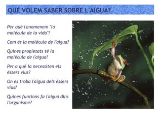 QUÈ VOLEM SABER SOBRE L'AIGUA?
Per què l'anomenem "la
molècula de la vida"?
Com és la molècula de l'aigua?
Quines propietats té la
molècula de l'aigua?
Per a què la necessiten els
éssers vius?
On es troba l'aigua dels éssers
vius?
Quines funcions fa l'aigua dins
l'organisme?
 
