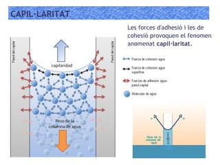 CAPIL·LARITAT
Les forces d'adhesió i les de
cohesió provoquen el fenomen
anomenat capil·laritat.
 