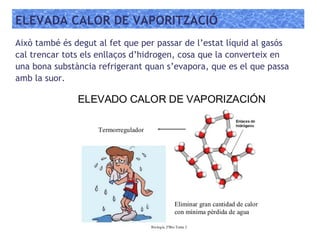 ELEVADA CALOR DE VAPORITZACIÓ
Això també és degut al fet que per passar de l’estat líquid al gasós
cal trencar tots els enllaços d’hidrogen, cosa que la converteix en
una bona substància refrigerant quan s’evapora, que es el que passa
amb la suor.
 