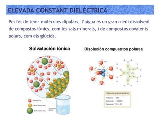ELEVADA CONSTANT DIELÈCTRICA
Pel fet de tenir molècules dipolars, l’aigua és un gran medi dissolvent
de compostos iònics, com les sals minerals, i de compostos covalents
polars, com els glúcids.
 