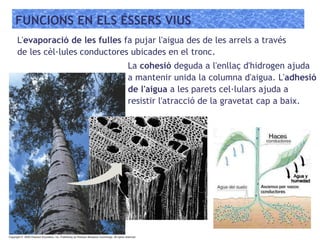FUNCIONS EN ELS ÉSSERS VIUS
L'evaporació de les fulles fa pujar l'aigua des de les arrels a través
de les cèl·lules conductores ubicades en el tronc.
La cohesió deguda a l'enllaç d'hidrogen ajuda
a mantenir unida la columna d'aigua. L'adhesió
de l'aigua a les parets cel·lulars ajuda a
resistir l'atracció de la gravetat cap a baix.
 
