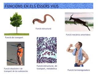 FUNCIONS EN ELS ÉSSERS VIUS
L’aigua intervé en moltes reaccions químiques. Exemple: hidròlisi
(ruptura d’enllaços amb la intervenció de l’aigua), fotosíntesi, etc.
 
