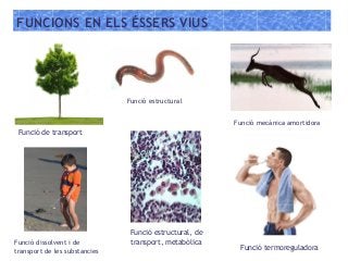 Funció de transport
FUNCIONS EN ELS ÉSSERS VIUS
Funció termoreguladora
Funció estructural
Funció dissolvent i de
transport de les substancies
Funció mecànica amortidora
Funció estructural, de
transport, metabòlica
 