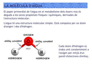 LA MOLÈCULA D'AIGUA
L'aigua té una estructura molecular simple. Està composta per un àtom
d'oxigen i dos d'hidrogen.
El paper primordial de l'aigua en el metabolisme dels éssers vius és
deguda a les seves propietats físiques i químiques, derivades de
l'estructura molecular.
Cada àtom d'hidrogen es
troba unit covalentment a
l'oxigen per mitjà d'un
parell d'electrons d'enllaç.
 