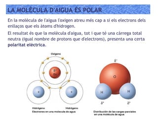 LA MOLÈCULA D'AIGUA ÉS POLAR
En la molècula de l'aigua l'oxigen atreu més cap a si els electrons dels
enllaços que els àtoms d'hidrogen.
El resultat és que la molècula d'aigua, tot i que té una càrrega total
neutra (igual nombre de protons que d'electrons), presenta una certa
polaritat elèctrica.
 