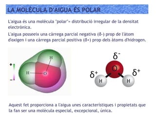 LA MOLÈCULA D'AIGUA ÉS POLAR
L'aigua és una molècula "polar"= distribució irregular de la densitat
electrònica.
L'aigua posseeix una càrrega parcial negativa (δ-) prop de l'àtom
d'oxigen i una càrrega parcial positiva (δ+) prop dels àtoms d'hidrogen.
Aquest fet proporciona a l'aigua unes característiques i propietats que
la fan ser una molècula especial, excepcional, única.
 