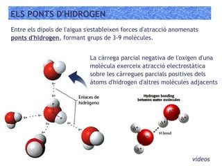 ELS PONTS D'HIDROGEN
Entre els dipols de l'aigua s'estableixen forces d'atracció anomenats
ponts d'hidrogen, formant grups de 3-9 molècules.
La càrrega parcial negativa de l'oxigen d'una
molècula exerceix atracció electrostàtica
sobre les càrregues parcials positives dels
àtoms d'hidrogen d'altres molècules adjacents
vídeos
 