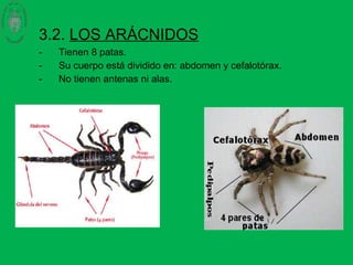3.2. LOS ARÁCNIDOS
- Tienen 8 patas.
- Su cuerpo está dividido en: abdomen y cefalotórax.
- No tienen antenas ni alas.
 