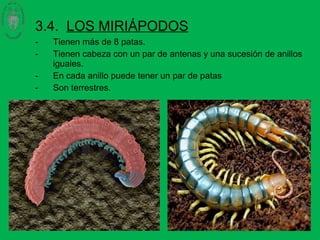 3.4. LOS MIRIÁPODOS
- Tienen más de 8 patas.
- Tienen cabeza con un par de antenas y una sucesión de anillos
iguales.
- En cada anillo puede tener un par de patas
- Son terrestres.
•
 