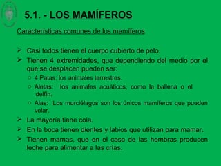 5.1. - LOS MAMÍFEROS
Características comunes de los mamíferos
 Casi todos tienen el cuerpo cubierto de pelo.
 Tienen 4 extremidades, que dependiendo del medio por el
que se desplacen pueden ser:
o 4 Patas: los animales terrestres.
o Aletas: los animales acuáticos, como la ballena o el
delfín.
o Alas: Los murciélagos son los únicos mamíferos que pueden
volar.
 La mayoría tiene cola.
 En la boca tienen dientes y labios que utilizan para mamar.
 Tienen mamas, que en el caso de las hembras producen
leche para alimentar a las crías.
 