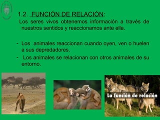 1.2. FUNCIÓN DE RELACIÓN:
Los seres vivos obtenemos información a través de
nuestros sentidos y reaccionamos ante ella.
- Los animales reaccionan cuando oyen, ven o huelen
a sus depredadores.
- Los animales se relacionan con otros animales de su
entorno.
 