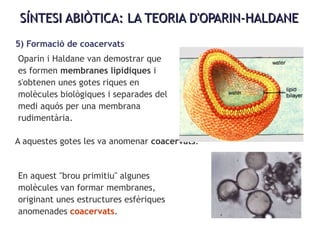SÍNTESI ABIÒTICA: LA TEORIA D'OPARIN-HALDANESÍNTESI ABIÒTICA: LA TEORIA D'OPARIN-HALDANE
5) Formació de coacervats
Oparin i Haldane van demostrar que
es formen membranes lipídiques i
s'obtenen unes gotes riques en
molècules biològiques i separades del
medi aquós per una membrana
rudimentària.
A aquestes gotes les va anomenar coacervats.
En aquest "brou primitiu" algunes
molècules van formar membranes,
originant unes estructures esfèriques
anomenades coacervats.
 