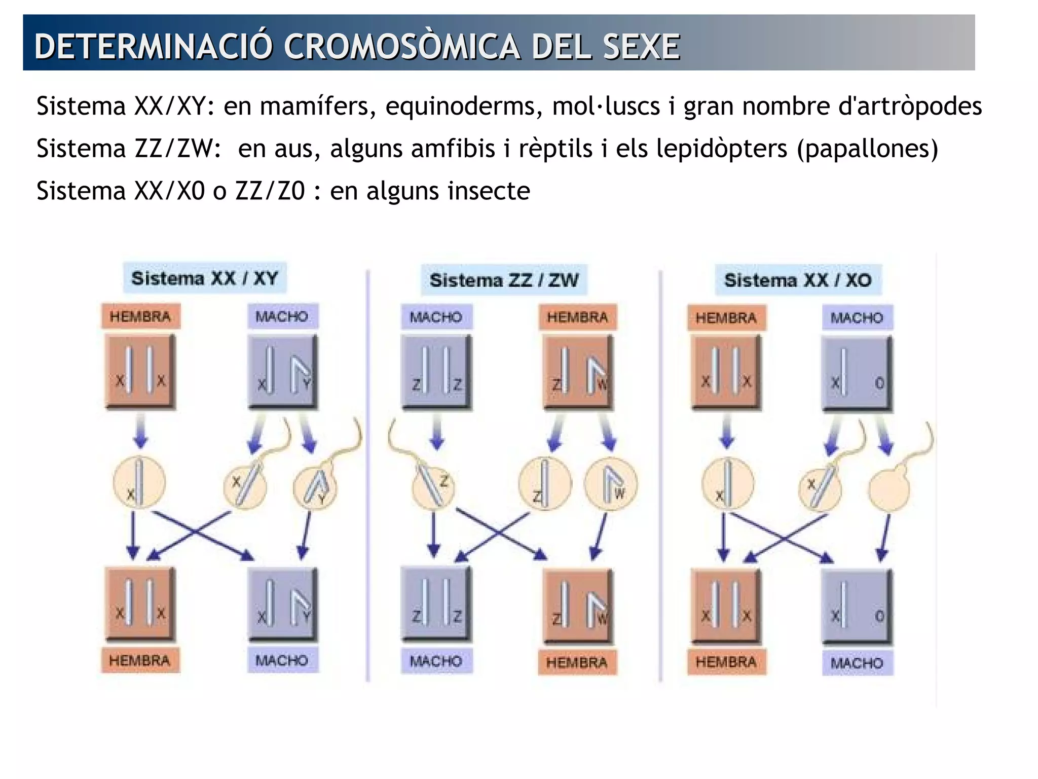 DETERMINACIÓ CROMOSÒMICA DEL SEXEDETERMINACIÓ CROMOSÒMICA DEL SEXE
Sistema XX/XY: en mamífers, equinoderms, mol·luscs i gran nombre d'artròpodes
Sistema ZZ/ZW: en aus, alguns amfibis i rèptils i els lepidòpters (papallones)
Sistema XX/X0 o ZZ/Z0 : en alguns insecte
 