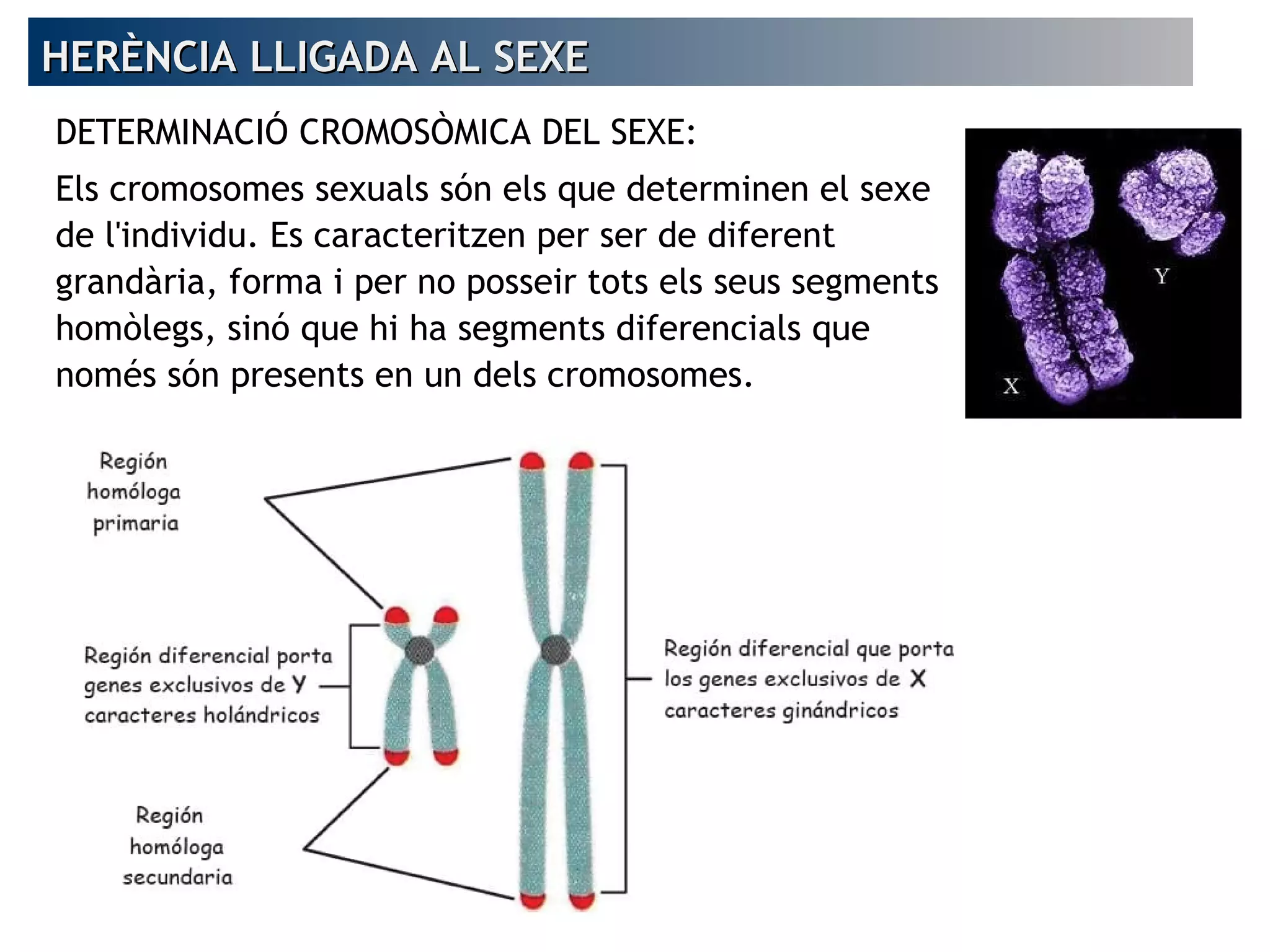 HERÈNCIA LLIGADA AL SEXEHERÈNCIA LLIGADA AL SEXE
DETERMINACIÓ CROMOSÒMICA DEL SEXE:
Els cromosomes sexuals són els que determinen el sexe
de l'individu. Es caracteritzen per ser de diferent
grandària, forma i per no posseir tots els seus segments
homòlegs, sinó que hi ha segments diferencials que
només són presents en un dels cromosomes.
 
