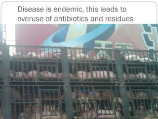 Disease is endemic, this leads to
overuse of antibiotics and residues
 