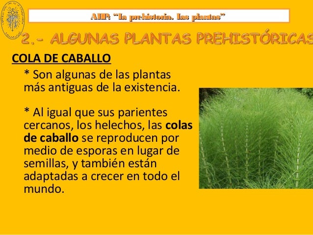 U 5 Abp La Prehistoria Las Plantas