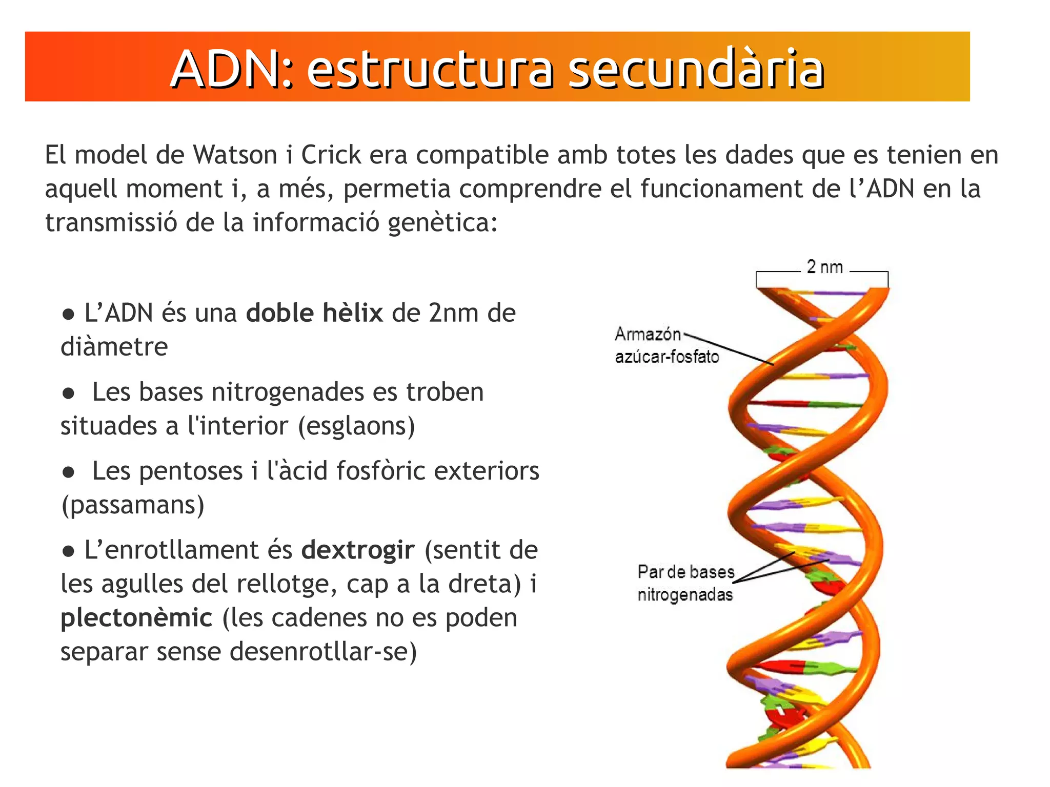ESTRUCTURA DE L'ADN | PDF