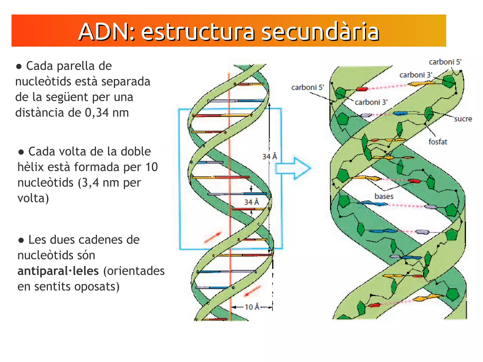 ESTRUCTURA DE L'ADN | PDF