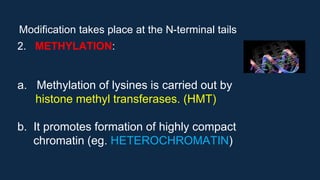 Modification takes place at the N-terminal tails
2. METHYLATION:
a. Methylation of lysines is carried out by
histone methyl transferases. (HMT)
b. It promotes formation of highly compact
chromatin (eg. HETEROCHROMATIN)
 
