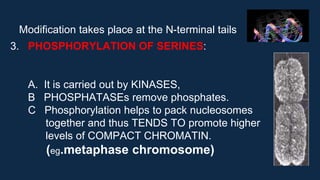 Modification takes place at the N-terminal tails
3. PHOSPHORYLATION OF SERINES:
A. It is carried out by KINASES,
B PHOSPHATASEs remove phosphates.
C Phosphorylation helps to pack nucleosomes
together and thus TENDS TO promote higher
levels of COMPACT CHROMATIN.
(eg.metaphase chromosome)
 