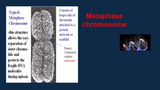 Metaphase
chromosome
 