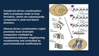 H
3 T
3
Ac
K16
A
c
Ac
Ac
A
c
H
4 H3 T3
phosphorylation
T
3
Aurora
B
P
S1
0
P S10 P
Loop
formation
Ac
K16
A
c
Ac
Ac
A
c
H3 S10
phosphorylation
P S10
P
P P
P P P
Ac
K16
A
c
Ac
Ac
A
c
H4 K16
deacetylation
Axial
Compression P P
P P
P
Lateral
Compaction
Current Opinion in Cell
Biology
Condensin-driven condensation
(left) in prophase leads to loop
formation, which are subsequently
compacted in axial and lateral
direction.
Histone-driven condensation (right)
promotes local chromatin
compaction mediated by
interactions between neighbouring
nucleosomes and controlled by
post-translational modifications.
 