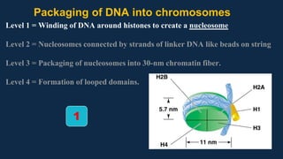 Packaging of DNA into chromosomes
Level 1 = Winding of DNA around histones to create a nucleosome
Level 2 = Nucleosomes connected by strands of linker DNA like beads on string
Level 3 = Packaging of nucleosomes into 30-nm chromatin fiber.
Level 4 = Formation of looped domains.
1
 