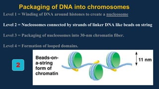 Packaging of DNA into chromosomes
Level 1 = Winding of DNA around histones to create a nucleosome
Level 2 = Nucleosomes connected by strands of linker DNA like beads on string
Level 3 = Packaging of nucleosomes into 30-nm chromatin fiber.
Level 4 = Formation of looped domains.
2
 