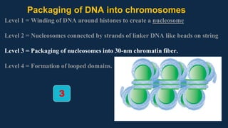 Packaging of DNA into chromosomes
Level 1 = Winding of DNA around histones to create a nucleosome
Level 2 = Nucleosomes connected by strands of linker DNA like beads on string
Level 3 = Packaging of nucleosomes into 30-nm chromatin fiber.
Level 4 = Formation of looped domains.
3
 