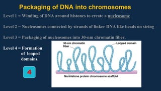 Packaging of DNA into chromosomes
Level 1 = Winding of DNA around histones to create a nucleosome
Level 2 = Nucleosomes connected by strands of linker DNA like beads on string
Level 3 = Packaging of nucleosomes into 30-nm chromatin fiber.
Level 4 = Formation
of looped
domains.
4
 