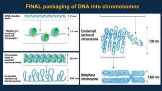 FINAL packaging of DNA into chromosomes
 