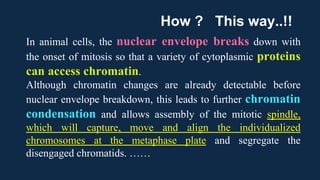 In animal cells, the nuclear envelope breaks down with
the onset of mitosis so that a variety of cytoplasmic proteins
can access chromatin.
Although chromatin changes are already detectable before
nuclear envelope breakdown, this leads to further chromatin
condensation and allows assembly of the mitotic spindle,
which will capture, move and align the individualized
chromosomes at the metaphase plate and segregate the
disengaged chromatids. ……
How ? This way..!!
 