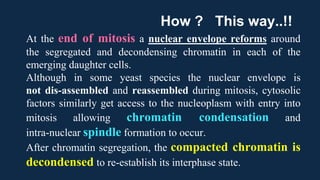 At the end of mitosis a nuclear envelope reforms around
the segregated and decondensing chromatin in each of the
emerging daughter cells.
Although in some yeast species the nuclear envelope is
not dis-assembled and reassembled during mitosis, cytosolic
factors similarly get access to the nucleoplasm with entry into
mitosis allowing chromatin condensation and
intra-nuclear spindle formation to occur.
After chromatin segregation, the compacted chromatin is
decondensed to re-establish its interphase state.
How ? This way..!!
 