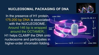 NUCLEOSOMAL PACKAGING OF DNA
In the presence of H1 protein,
175-200 bp DNA is associated
with the NUCLEOSOME.
Around 146 bp is wrapped
around the OCTAMER.
H1 helps CLAMP the DNA onto
nucleosome and participates in
higher-order chromatin folding.
 