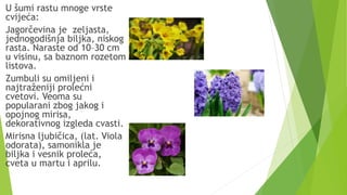 U šumi rastu mnoge vrste
cvijeća:
Jagorčevina je zeljasta,
jednogodišnja biljka, niskog
rasta. Naraste od 10–30 cm
u visinu, sa baznom rozetom
listova.
Zumbuli su omiljeni i
najtraženiji prolećni
cvetovi. Veoma su
popularani zbog jakog i
opojnog mirisa,
dekorativnog izgleda cvasti.
Mirisna ljubičica, (lat. Viola
odorata), samonikla je
biljka i vesnik proleća,
cveta u martu i aprilu.
 