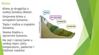 Klima
Klima je drugačija u
svakoj šumskoj oblasti.
Umjerena klima u
evropskim šumama;
Topla i vlažna u tropskim
šumama;
Veoma hladna u
sjevernim šumama.
Na rast i razvoj šume u
velikoj mjeri utiču
temperature, padavine i
vlažnost vazduha
 